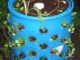 vertical gardening -- 55 gallon barrel