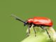 New Ways To Pest-Proof Your Garden Organically
