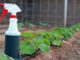 5 All-Natural Garden Pesticides That Really Work