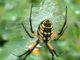 How Garden Bugs Actually Can Help Your Veggies Flourish