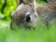 9 Tricks To Keep Your Garden Animal-Free -- Without A Fence