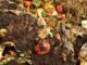32 Crazy, Unique And Even Odd Things You Can Compost
