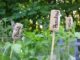 A Beginner’s Guide To Growing Herbs