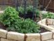 Successful Heirloom Gardening With NO Rain