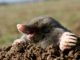 Why Pesky Moles And Groundhogs Are Actually Beneficial