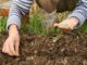 How To Keep Big Ag From Profiting From YOUR Garden