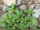 Don't mow purslane, eat it