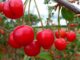 How to grow fruit trees with no yard