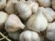 Garlic: The Pungent Fall Plant For A Year-Round Medicine Chest