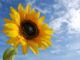 4 Clever Tricks For A More Abundant Garden