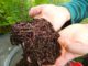 A User-Friendly Guide to Vermicomposting