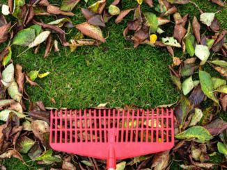 5 Must-Do Garden Chores Before Winter Arrives