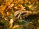 Tips For A Better Fall Garden