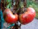 The Secret To Saving Your Tomatoes From Late Blight