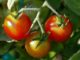 6 Indoor Herbs (And Vegetables) You Should Grow This Winter