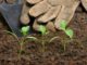 Peecycling: How To Fertilize Your Garden With Nutrient-Rich Urine