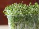 A Beginner’s Guide To Sprouting