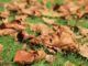 How Autumn Leaves Can Become 'Miracle Mulch' For Your Spring Garden