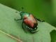All-Natural Ways To Save Your Garden From Japanese Beetles