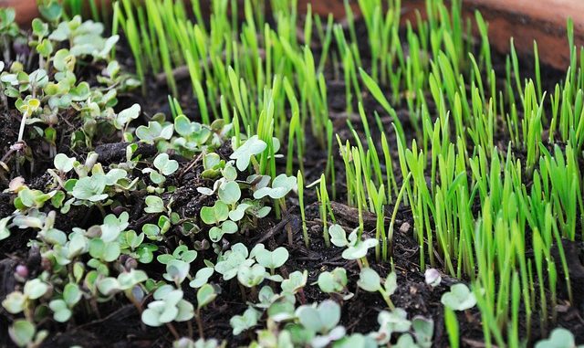 How To Grow An Edible Indoor Garden In Just 10 Days