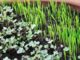How To Grow An Edible Indoor Garden In Just 10 Days