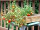 No-Frills Container Gardening For The Urban Homestead