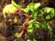 The Easiest Way To Compost During Winter