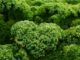 Kale: The Frost-Proof, Snow-Hardy Vegetable You Can Grow Anywhere