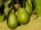How To Grow An Avocado Tree Indoors