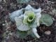 7 Ways To Beat Winter And Garden Year-Round