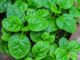 5 Super-Fast Indoor Vegetables You Can Grow In About A Month