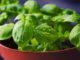 7 Health-Boosting Indoor Herbs You Should Grow This Winter