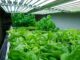 The Right Way (And Wrong Way) To Garden Indoors With Grow Lights