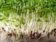 Here's The Quickest Way To Grow Indoor Food This Winter