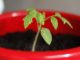 7 Vegetables You Should Be Starting Indoors NOW!