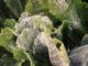 The Easiest (And Fastest) Ways To Protect Your Vegetables From That Dreaded Late Frost