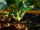 5 Frost-Resistant Vegetables You Can Plant Super Early