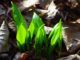 9 Perennial Vegetables You Can Plant Once, Harvest Forever … And Never Worry About Again
