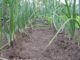 'Miracle-Working' Companion Plants That Will Make Your Vegetables Flourish