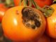 If Your Garden Was A Disease-Filled Dud Last Year, Here's What You May Have Done Wrong