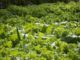The One Nutrient-Dense Vegetable That Can (Nearly) Feed Your Family For An Entire Year