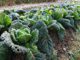 Frost 101: THIS Is The Temperature You Better Start Covering Your Vegetables