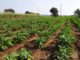The 7 LEAST Healthy Vegetables You Can Plant (No. 6 Is Found In Lots Of Food)