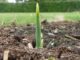 Must-Do Spring Gardening Preps You May Have Forgotten