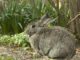 Tricks And Secrets To Keep Rabbits From Destroying Your Garden