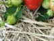3 Dirt-Cheap Mulches That Will Help Your Garden Flourish