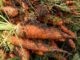 17 Vegetables Guaranteed To Grow In Acidic Soil