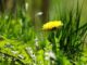 The Cheapest, Quickest Ways To Keep Your Garden Weed-Free
