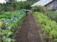 The 8 Dumbest Mistakes Even Smart Gardeners Make (No. 3 Could Ruin Your Entire Crop)