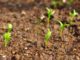 5 Gardening Myths That Seemingly Everyone Believes (No. 2 Shocked Us)
